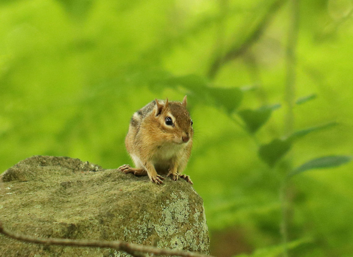 Eastern Chipmunk - Tamias striatus  Reddish-brown fur on its upper body and five dark brown stripes, which contrast with light brown stripes along its back, ending in a dark tail. It has lighter fur on the lower part of its body, and a tawny stripe that runs from its whiskers to below its ears with lighter stripes over and under its eyes. <br />
<br />
Spotted on an old stone wall in a mixed forest.<br />
 Eastern chipmunk,Geotagged,Spring,Tamias striatus,United States