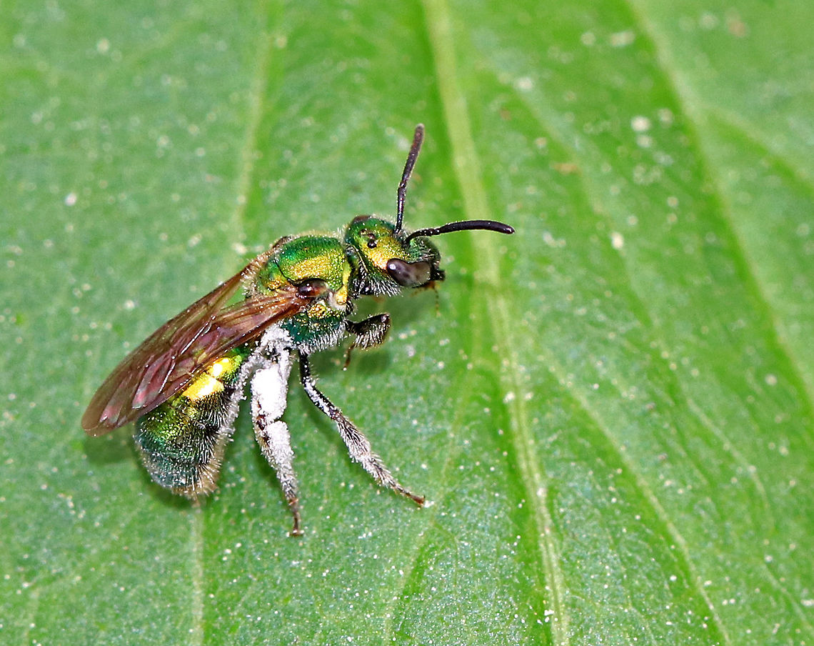 Pure Green Augochlora Beautiful, shiny green bee, covered in pollen!  <br />
<br />
These bees are referred to as &quot;sweat bees&quot; because they like to lick sweat from human skin, most likely seeking salt. Electrolytes such as sodium are important for nerve and muscle function, in addition to a variety of other life processes. So, it appears that sweat bees imbibe human sweat in order to help them maintain homeostasis.<br />
<br />
Spotted in a rural garden. Augochlora pura,Geotagged,Pure Green Augochlora,Spring,United States,bee,green bee,sweat bee