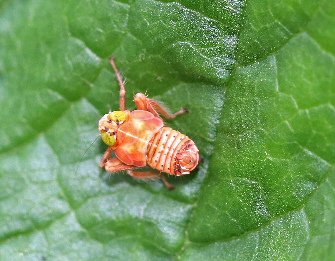 Planthopper Nymph - Jikradia olitoria It was vibrant orange with greenish yellow eyes. The tip of its abdomen pointed upwards, but there were no waxy filaments.  This is the only shot I was able to get before it took off - it sort of bounced away.<br />
<br />
Spotted in a rural butterfly garden. Coelidia olitoria,Geotagged,Jikradia,Jikradia olitoria,Summer,United States,nymph,planthopper nymph