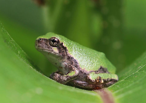 Gray/Cope's Gray Tree Frog - Hyla sp. Cope's gray tree frog (Hyla chrysoscelis) is a species of tree frog found in the United States. It is almost indistinguishable from the gray tree frog, Hyla versicolor, and shares much of its geographic range. Both species are variable in color, mottled gray to gray-green, resembling the bark of trees. These are tree frogs of woodland habitats, though they will sometimes travel into more open areas to reach a breeding pond. The only readily noticeable difference between the two species is the call &mdash; Cope's has a faster-paced and slightly higher-pitched call than H. versicolor. In addition, H. chrysoscelis is reported to be slightly smaller, more arboreal, and more tolerant of dry conditions than H. versicolor. Microscopic inspection of the chromosomes of H. chrysoscelis and H. versicolor reveals differences in chromosome number. 

I think this is Hyla chrysoscelis, but can't be sure. It was tiny (maybe 15 mm long) and green on its dorsal surface.  I spotted it on milkweed that bordered a pond.

https://www.jungledragon.com/image/63119/graycopes_gray_tree_frog_-_hyla_sp.html
https://www.jungledragon.com/image/63118/graycopes_gray_tree_frog_-_hyla_sp.html Cope's Gray Tree Frog,Geotagged,Hyla,Hyla chrysoscelis,Hyla versicolor,Summer,United States,frog,gray tree frog,green,green frog,tree frog