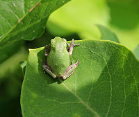 Gray/Cope's Gray Tree Frog - Hyla sp. Isn't that camouflage fantastic?! <br />
<br />
Cope's gray tree frog (Hyla chrysoscelis) is a species of tree frog found in the United States. It is almost indistinguishable from the gray tree frog, Hyla versicolor, and shares much of its geographic range. Both species are variable in color, mottled gray to gray-green, resembling the bark of trees. These are tree frogs of woodland habitats, though they will sometimes travel into more open areas to reach a breeding pond. The only readily noticeable difference between the two species is the call — Cope's has a faster-paced and slightly higher-pitched call than H. versicolor. In addition, H. chrysoscelis is reported to be slightly smaller, more arboreal, and more tolerant of dry conditions than H. versicolor. Microscopic inspection of the chromosomes of H. chrysoscelis and H. versicolor reveals differences in chromosome number. <br />
<br />
 I think this is Hyla chrysoscelis, but can't be sure. It was tiny (maybe 15 mm long) and green on its dorsal surface. I spotted it on milkweed that bordered a pond. <br />
<br />
https://www.jungledragon.com/image/63117/graycopes_gray_tree_frog_-_hyla_sp.html<br />
https://www.jungledragon.com/image/63119/graycopes_gray_tree_frog_-_hyla_sp.html Geotagged,Gray/Cope's Gray Tree Frog,Hyla,Hyla chrysoscelis,Hyla versicolor,Summer,United States,cope's gray tree frog,frog,gray tree frog,green,green frog,tree frog