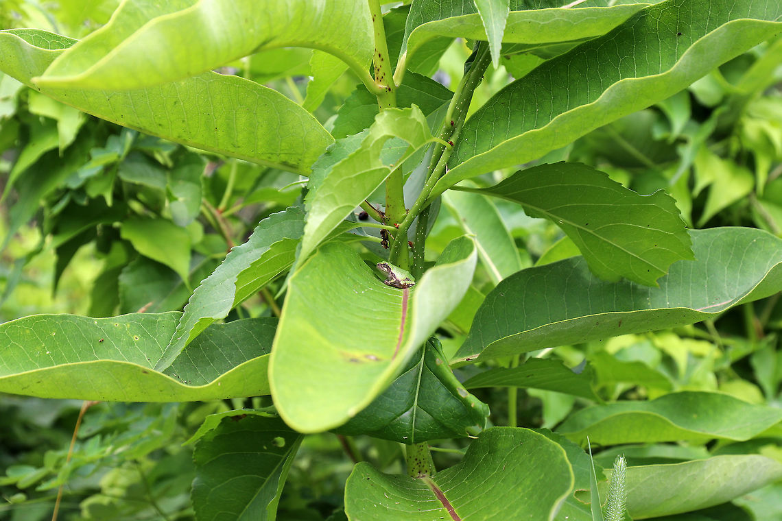 Gray/Cope's Gray Tree Frog - Hyla sp. Can you see it??<br />
<br />
Cope&#039;s gray tree frog (Hyla chrysoscelis) is a species of tree frog found in the United States. It is almost indistinguishable from the gray tree frog, Hyla versicolor, and shares much of its geographic range. Both species are variable in color, mottled gray to gray-green, resembling the bark of trees. These are tree frogs of woodland habitats, though they will sometimes travel into more open areas to reach a breeding pond. The only readily noticeable difference between the two species is the call &mdash; Cope&#039;s has a faster-paced and slightly higher-pitched call than H. versicolor. In addition, H. chrysoscelis is reported to be slightly smaller, more arboreal, and more tolerant of dry conditions than H. versicolor. Microscopic inspection of the chromosomes of H. chrysoscelis and H. versicolor reveals differences in chromosome number. <br />
<br />
 I think this is Hyla chrysoscelis, but can&#039;t be sure. It was tiny (maybe 15 mm long) and green on its dorsal surface. I spotted it on milkweed that bordered a pond.<br />
<br />
<figure class="photo"><a href="https://www.jungledragon.com/image/63117/graycopes_gray_tree_frog_-_hyla_sp.html" title="Gray/Cope&#039;s Gray Tree Frog - Hyla sp."><img src="https://s3.amazonaws.com/media.jungledragon.com/images/3232/63117_thumb.jpg?AWSAccessKeyId=05GMT0V3GWVNE7GGM1R2&Expires=1767225610&Signature=x7L%2F3%2BMPqbC9UxoB4Fa2zqONDOc%3D" width="200" height="142" alt="Gray/Cope&#039;s Gray Tree Frog - Hyla sp. Cope&#039;s gray tree frog (Hyla chrysoscelis) is a species of tree frog found in the United States. It is almost indistinguishable from the gray tree frog, Hyla versicolor, and shares much of its geographic range. Both species are variable in color, mottled gray to gray-green, resembling the bark of trees. These are tree frogs of woodland habitats, though they will sometimes travel into more open areas to reach a breeding pond. The only readily noticeable difference between the two species is the call &mdash; Cope&#039;s has a faster-paced and slightly higher-pitched call than H. versicolor. In addition, H. chrysoscelis is reported to be slightly smaller, more arboreal, and more tolerant of dry conditions than H. versicolor. Microscopic inspection of the chromosomes of H. chrysoscelis and H. versicolor reveals differences in chromosome number. <br />
<br />
I think this is Hyla chrysoscelis, but can&#039;t be sure. It was tiny (maybe 15 mm long) and green on its dorsal surface.  I spotted it on milkweed that bordered a pond.<br />
<br />
https://www.jungledragon.com/image/63119/graycopes_gray_tree_frog_-_hyla_sp.html<br />
https://www.jungledragon.com/image/63118/graycopes_gray_tree_frog_-_hyla_sp.html Cope&#039;s Gray Tree Frog,Geotagged,Hyla,Hyla chrysoscelis,Hyla versicolor,Summer,United States,frog,gray tree frog,green,green frog,tree frog" /></a></figure><br />
<figure class="photo"><a href="https://www.jungledragon.com/image/63118/graycopes_gray_tree_frog_-_hyla_sp.html" title="Gray/Cope&#039;s Gray Tree Frog - Hyla sp."><img src="https://s3.amazonaws.com/media.jungledragon.com/images/3232/63118_thumb.jpg?AWSAccessKeyId=05GMT0V3GWVNE7GGM1R2&Expires=1767225610&Signature=brV9U3tptFG48glOb%2Fht%2B9%2BgQfg%3D" width="200" height="170" alt="Gray/Cope&#039;s Gray Tree Frog - Hyla sp. Isn&#039;t that camouflage fantastic?! <br />
<br />
Cope&#039;s gray tree frog (Hyla chrysoscelis) is a species of tree frog found in the United States. It is almost indistinguishable from the gray tree frog, Hyla versicolor, and shares much of its geographic range. Both species are variable in color, mottled gray to gray-green, resembling the bark of trees. These are tree frogs of woodland habitats, though they will sometimes travel into more open areas to reach a breeding pond. The only readily noticeable difference between the two species is the call &mdash; Cope&#039;s has a faster-paced and slightly higher-pitched call than H. versicolor. In addition, H. chrysoscelis is reported to be slightly smaller, more arboreal, and more tolerant of dry conditions than H. versicolor. Microscopic inspection of the chromosomes of H. chrysoscelis and H. versicolor reveals differences in chromosome number. <br />
<br />
 I think this is Hyla chrysoscelis, but can&#039;t be sure. It was tiny (maybe 15 mm long) and green on its dorsal surface. I spotted it on milkweed that bordered a pond. <br />
<br />
https://www.jungledragon.com/image/63117/graycopes_gray_tree_frog_-_hyla_sp.html<br />
https://www.jungledragon.com/image/63119/graycopes_gray_tree_frog_-_hyla_sp.html Geotagged,Gray/Cope&#039;s Gray Tree Frog,Hyla,Hyla chrysoscelis,Hyla versicolor,Summer,United States,cope&#039;s gray tree frog,frog,gray tree frog,green,green frog,tree frog" /></a></figure> Geotagged,Gray/Cope's Gray Tree Frog,Summer,United States,cope's gray tree frog,frog,gray tree frog,green frog,hyla,tree frog