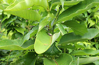 Gray/Cope's Gray Tree Frog - Hyla sp. Can you see it??<br />
<br />
Cope's gray tree frog (Hyla chrysoscelis) is a species of tree frog found in the United States. It is almost indistinguishable from the gray tree frog, Hyla versicolor, and shares much of its geographic range. Both species are variable in color, mottled gray to gray-green, resembling the bark of trees. These are tree frogs of woodland habitats, though they will sometimes travel into more open areas to reach a breeding pond. The only readily noticeable difference between the two species is the call — Cope's has a faster-paced and slightly higher-pitched call than H. versicolor. In addition, H. chrysoscelis is reported to be slightly smaller, more arboreal, and more tolerant of dry conditions than H. versicolor. Microscopic inspection of the chromosomes of H. chrysoscelis and H. versicolor reveals differences in chromosome number. <br />
<br />
 I think this is Hyla chrysoscelis, but can't be sure. It was tiny (maybe 15 mm long) and green on its dorsal surface. I spotted it on milkweed that bordered a pond.<br />
<br />
https://www.jungledragon.com/image/63117/graycopes_gray_tree_frog_-_hyla_sp.html<br />
https://www.jungledragon.com/image/63118/graycopes_gray_tree_frog_-_hyla_sp.html Geotagged,Gray/Cope's Gray Tree Frog,Summer,United States,cope's gray tree frog,frog,gray tree frog,green frog,hyla,tree frog
