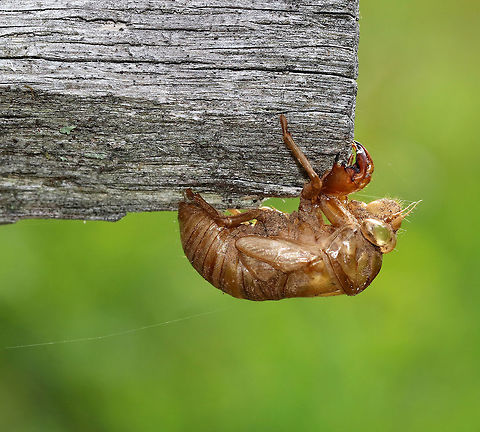 Cicada Exuvia - Cicadidae Mature nymphs emerge from the soil at night and climb onto nearby vegetation or any vertical surface. They then molt into winged adults. Their shed outer skins or exoskeletons are found attached to tree trunks and twigs. You can still see the dirt on this exuvia left from when the nymph lived underground.

Spotted on an old fence surrounding a meadow. Cicada Exuvia,Cicadidae,Geotagged,Summer,United States,cicada,exuvia,signs of wildlife