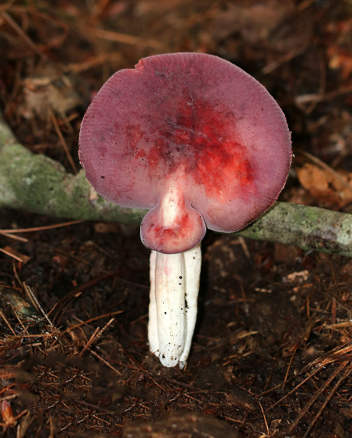 Purple-bloom Russula - Russula mariae Cap was deep purple with a white bloom and striate margins. When the bloom was rubbed off, the cap was red underneath.  Stipe and gills were white.<br />
<br />
There were 2 mushrooms - one large and one small - whose caps had fused. The mushroom(s) were growing with their caps perpendicular to the ground.  Spotted in a coniferous forest.<br />
<br />
I&#039;m not completely sure of the species ID, but am working on getting it confirmed.<br />
<figure class="photo"><a href="https://www.jungledragon.com/image/63128/purple-bloom_russula_-_russula_mariae.html" title="Purple-bloom Russula - Russula mariae"><img src="https://s3.amazonaws.com/media.jungledragon.com/images/3232/63128_thumb.jpg?AWSAccessKeyId=05GMT0V3GWVNE7GGM1R2&Expires=1769040010&Signature=VpSMQWsjzonjFFPuCiMB6W94TNk%3D" width="112" height="152" alt="Purple-bloom Russula - Russula mariae Cap was deep purple with a white bloom and striate margins. When the bloom was rubbed off, the cap was red underneath. Stipe and gills were white.<br />
<br />
 There were 2 mushrooms - one large and one small - whose caps had fused. The mushroom(s) were growing with their caps perpendicular to the ground. Spotted in a coniferous forest.<br />
<br />
 I&#039;m not completely sure of the species ID, but am working on getting it confirmed. <br />
https://www.jungledragon.com/image/63127/purple-bloom_russula_-_russula_mariae.html<br />
 Geotagged,Purple-bloom Russula,Russula mariae,Summer,United States" /></a></figure> Geotagged,Purple-bloom Russula,Russula mariae,Summer,United States,fungi,fungus,mushroom,russula