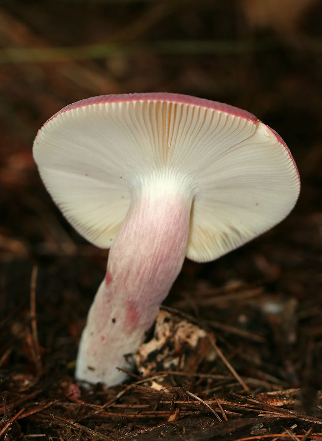 Purple-bloom Russula - Russula mariae Cap was deep purple with a white bloom and striate margins. When the bloom was rubbed off, the cap was red underneath. Stipe and gills were white.<br />
<br />
There were 2 mushrooms - one large and one small - whose caps had fused. The mushroom(s) were growing with their caps perpendicular to the ground. Spotted in a coniferous forest.<br />
<br />
I'm not completely sure of the species ID, but am working on getting it confirmed. <br />
<figure class="photo"><a href="https://www.jungledragon.com/image/63127/purple-bloom_russula_-_russula_mariae.html" title="Purple-bloom Russula - Russula mariae"><img src="https://s3.amazonaws.com/media.jungledragon.com/images/3232/63127_thumb.jpg?AWSAccessKeyId=05GMT0V3GWVNE7GGM1R2&Expires=1759968010&Signature=7TvLfyYK6JUVhbb0Jk7x15x9b%2Bc%3D" width="124" height="152" alt="Purple-bloom Russula - Russula mariae Cap was deep purple with a white bloom and striate margins. When the bloom was rubbed off, the cap was red underneath. Stipe and gills were white.<br />
<br />
There were 2 mushrooms - one large and one small - whose caps had fused. The mushroom(s) were growing with their caps perpendicular to the ground. Spotted in a coniferous forest.<br />
<br />
I'm not completely sure of the species ID, but am working on getting it confirmed.<br />
https://www.jungledragon.com/image/63128/purple-bloom_russula_-_russula_mariae.html Geotagged,Purple-bloom Russula,Russula mariae,Summer,United States,fungi,fungus,mushroom,russula" /></a></figure><br />
Geotagged,Purple-bloom Russula,Russula mariae,Summer,United States