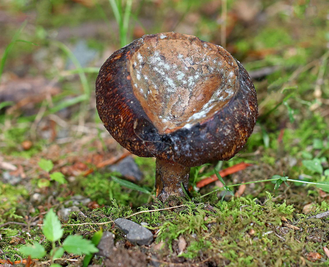 Bolete Mushroom Gorgeous and gross! This bolete was pretty rotten. The large size, toughness, and brownish cap make me suspect it's Tylopilus sp.<br />
<br />
Growing on a mossy, overgrown hiking trail beside a small stream. Geotagged,Summer,United States,bolete,fungus,mushroom,tylopilus