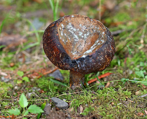 Bolete Mushroom Gorgeous and gross! This bolete was pretty rotten. The large size, toughness, and brownish cap make me suspect it's Tylopilus sp.

Growing on a mossy, overgrown hiking trail beside a small stream. Geotagged,Summer,United States,bolete,fungus,mushroom,tylopilus
