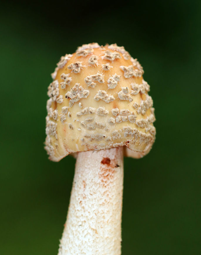 Blusher Mushroom - Amanita amerirubescens Conical cap with densely spaced warts. Cap was tan with some pink spots. Gills were white and close with frequent short gills. The stipe had a bulbous base, was shaggy, and had pinkish red stains.  <br />
<br />
Growing on the ground in a swampy, mixed forest.<br />
<br />
 Amanita amerirubescens,Eastern American Blusher,Geotagged,Summer,United States,amanita,blusher,fungus,mushroom