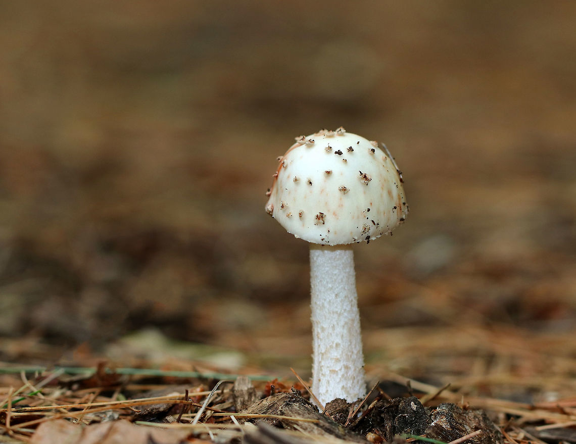 Amanita rubescens var. alba The cap was conical and white with brown warts and some pink staining.  The gills were white and close. Stipe was shaggy white/tan. No basal bulb was present. <br />
<br />
Spotted growing on the ground in a mostly coniferous forest.<br />
<br />
  Amanita rubescens var. alba,Geotagged,Summer,United States,amanita,fungus,mushroom