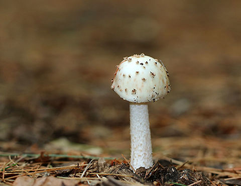 Amanita rubescens var. alba The cap was conical and white with brown warts and some pink staining.  The gills were white and close. Stipe was shaggy white/tan. No basal bulb was present. 

Spotted growing on the ground in a mostly coniferous forest.

  Amanita rubescens var. alba,Geotagged,Summer,United States,amanita,fungus,mushroom