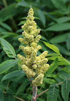 Staghorn Sumac - Rhus typhina This species of sumac has a tan, midrib stem and tightly clustered, fuzzy berries.  The flowers appear as yellowish green, conical clusters in early summer, which give way to berries. The berries are tart and are often used to make sumacade and pies.

Spotted growing on the edge of a mixed forest. Geotagged,Rhus typhina,Staghorn Sumac tree,Summer,United States