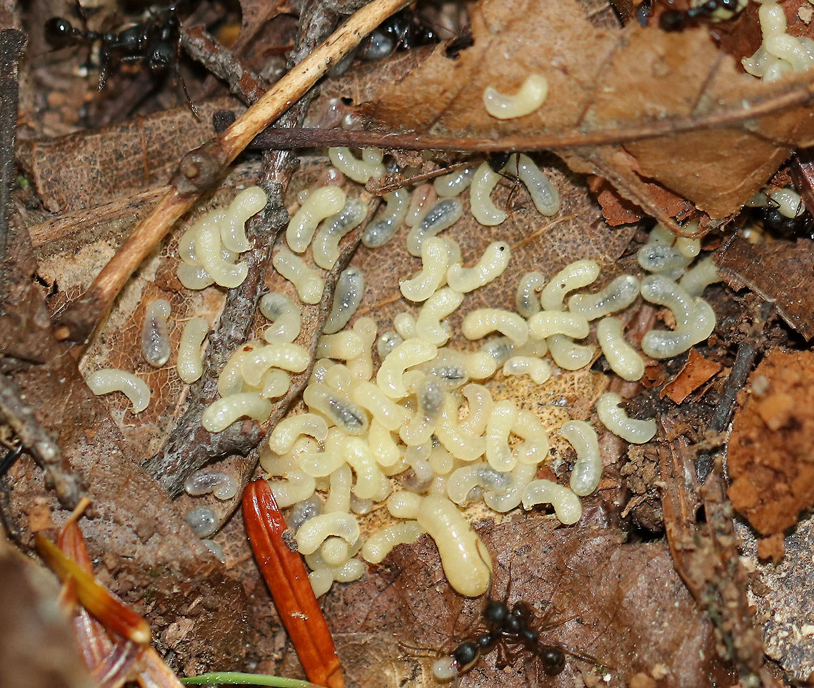Ant Larvae - Family Formicidae These ant larvae were huge! I found a pile of them in the leaf litter in a mixed forest. There were many adults in the area. Geotagged,Summer,United States,ant,ant larvae,formicidae,larvae