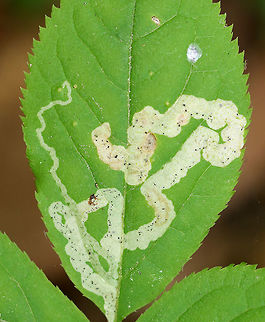 Agromyzid Fly Leaf Mine - Phytomyza aralivora Serpentine mines of an agromyzid fly. Inside the mine, you can see spots of black excrement.  
 
 Agromyzid Fly Leaf Mine,Agromyzidae,Geotagged,Leafminer,Phytomyza,Phytomyza aralivora,Summer,United States,leaf mine
