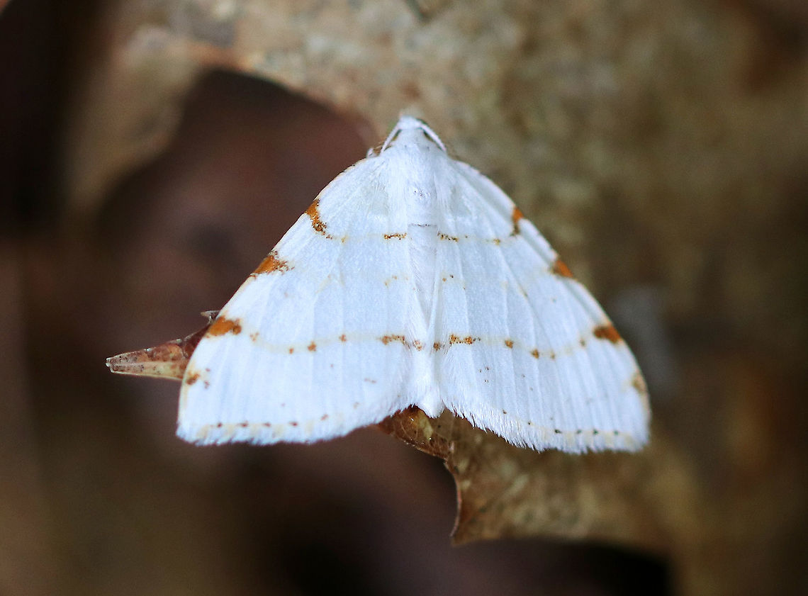 Lesser Maple Spanworm - Macaria pustularia White forewing is crossed with variably fragmented, orange-brown lines that widen at the costa.  Approximately 25 mm wingspan.<br />
<br />
Spotted in the leaf litter of a deciduous forest. Geotagged,Lesser maple spanworm,Moth Week 2018,Speranza pustularia,Summer,United States