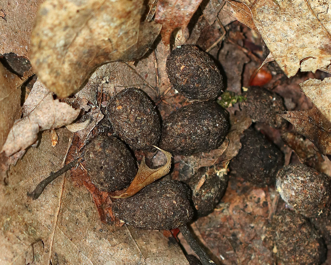 White-tailed Deer Scat - Odocoileus virginianus This scat was more fibrous and rounded than is typical for deer, although there were some typical pellets mixed in, which helped me differentiate it from rabbit poop. The texture and shape of deer scat can vary due to diet at different times of the year.<br />
<br />
Normally, the pellets are pointed at one end and indented on the other end (normal for deer). Color is shiny and brown, when fresh. This pile clearly was not fresh.<br />
<br />
Spotted in a deciduous forest. There were many similar piles in the area. Geotagged,Odocoileus,Odocoileus virginianus,Summer,United States,White-tailed Deer Scat,deer scat,scat