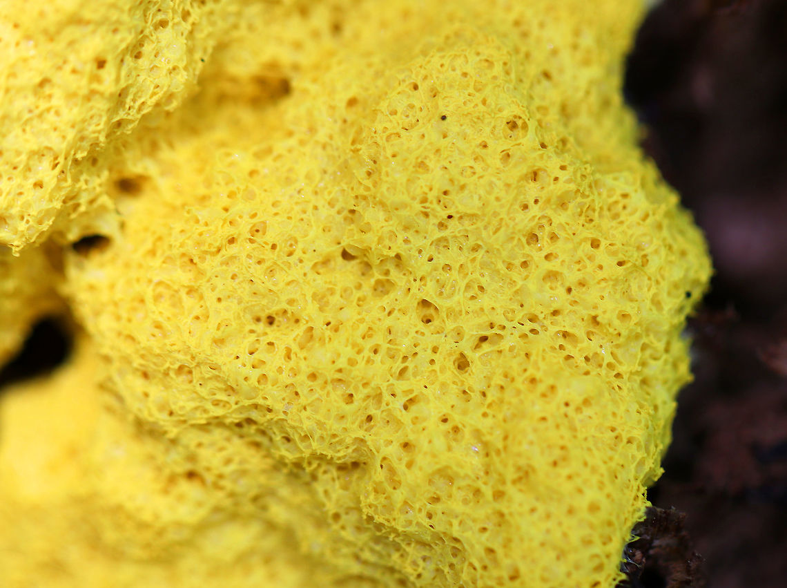 Scrambled Egg Slime Mold - Fuligo Septica The yellow plasmodium of Fuligo septica eventually transforms into a sponge-like aethalium that is analogous to the spore-bearing fruiting body of a mushroom. When the aethalium degrades, it releases spores. <br />
<br />
Spotted growing on a rotting tree stump in a mixed forest.<br />
<figure class="photo"><a href="https://www.jungledragon.com/image/63204/scrambled_egg_slime_mold_-_fuligo_septica.html" title="Scrambled Egg Slime Mold - Fuligo Septica"><img src="https://s3.amazonaws.com/media.jungledragon.com/images/3232/63204_thumb.jpg?AWSAccessKeyId=05GMT0V3GWVNE7GGM1R2&Expires=1759968010&Signature=GpGXwgJ39L53XLPrfTWEVi9E8mk%3D" width="200" height="148" alt="Scrambled Egg Slime Mold - Fuligo Septica The yellow plasmodium of Fuligo septica eventually transforms into a sponge-like aethalium that is analogous to the spore-bearing fruiting body of a mushroom. When the aethalium degrades, it releases spores. <br />
<br />
Spotted growing on a rotting tree stump in a mixed forest.<br />
https://www.jungledragon.com/image/63203/scrambled_egg_slime_mold_-_fuligo_septica.html<br />
 Dog vomit slime mold,Fuligo septica,Geotagged,Summer,United States" /></a></figure> Dog vomit slime mold,Fuligo septica,Geotagged,Summer,United States,scrambled egg slime,slime mold