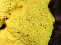 Scrambled Egg Slime Mold - Fuligo Septica The yellow plasmodium of Fuligo septica eventually transforms into a sponge-like aethalium that is analogous to the spore-bearing fruiting body of a mushroom. When the aethalium degrades, it releases spores. <br />
<br />
Spotted growing on a rotting tree stump in a mixed forest.<br />
https://www.jungledragon.com/image/63204/scrambled_egg_slime_mold_-_fuligo_septica.html Dog vomit slime mold,Fuligo septica,Geotagged,Summer,United States,scrambled egg slime,slime mold