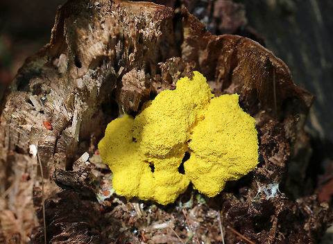 Scrambled Egg Slime Mold - Fuligo Septica The yellow plasmodium of Fuligo septica eventually transforms into a sponge-like aethalium that is analogous to the spore-bearing fruiting body of a mushroom. When the aethalium degrades, it releases spores. 

Spotted growing on a rotting tree stump in a mixed forest.
https://www.jungledragon.com/image/63203/scrambled_egg_slime_mold_-_fuligo_septica.html
 Dog vomit slime mold,Fuligo septica,Geotagged,Summer,United States