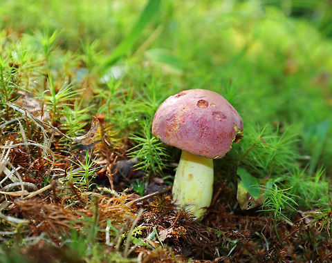 Two-colored Bolete - Baorangia bicolor Convex, velvety, red cap with a white bloom.  The cap was about 3 cm diameter. The pores were yellow. The stipe was yellowish.

Growing on the ground among moss in the shade of an oak tree in a small, woodland meadow.
 Baorangia bicolor,Geotagged,Summer,Two-colored bolete,United States