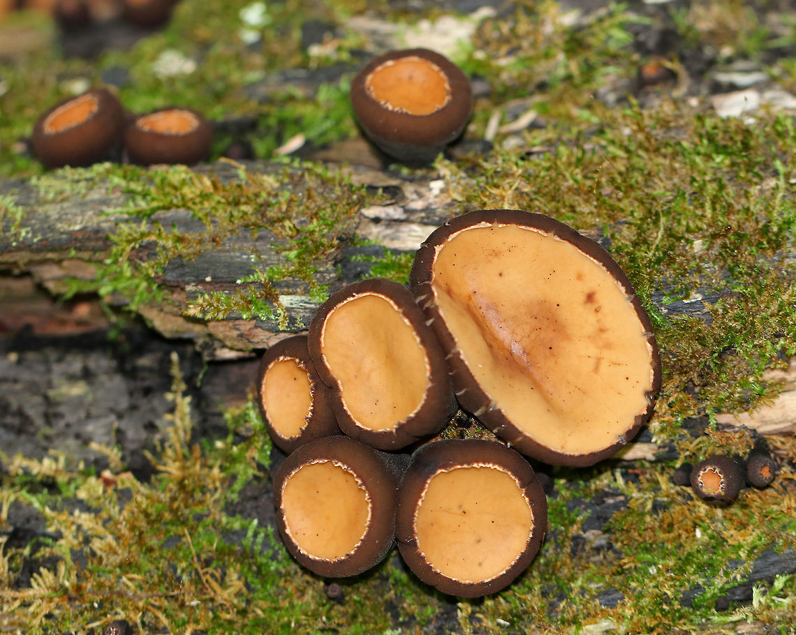 Peanut Butter Cup Fungi - Galiella rufa Cup fungus that resembles a peanut butter cup! The cup is closed at first, but then opens to form a shallow cup. The outer surface is blackish brown while the inner surface is tannish brown. <br />
<br />
Growing in clusters on a rotting log in a deciduous forest.<br />
<figure class="photo"><a href="https://www.jungledragon.com/image/63249/peanut_butter_cup_fungi_-_galiella_rufa.html" title="Peanut Butter Cup Fungi - Galiella rufa"><img src="https://s3.amazonaws.com/media.jungledragon.com/images/3232/63249_thumb.jpg?AWSAccessKeyId=05GMT0V3GWVNE7GGM1R2&Expires=1767225610&Signature=RdRKRA%2BuqD2yMhejDeOUg3W05R4%3D" width="200" height="154" alt="Peanut Butter Cup Fungi - Galiella rufa Cup fungus that resembles a peanut butter cup! The cup is closed at first, but then opens to form a shallow cup. The outer surface is blackish brown while the inner surface is tannish brown. <br />
<br />
Growing in clusters on a rotting log in a deciduous forest.<br />
https://www.jungledragon.com/image/63246/peanut_butter_cup_fungi_-_galiella_rufa.html<br />
https://www.jungledragon.com/image/63248/peanut_butter_cup_fungi_-_galiella_rufa.html<br />
https://www.jungledragon.com/image/63247/peanut_butter_cup_fungi_-_galiella_rufa.html Galiella rufa,Geotagged,Rufous rubber cup,Summer,United States,hairy rubber cup" /></a></figure><br />
<figure class="photo"><a href="https://www.jungledragon.com/image/63248/peanut_butter_cup_fungi_-_galiella_rufa.html" title="Peanut Butter Cup Fungi - Galiella rufa"><img src="https://s3.amazonaws.com/media.jungledragon.com/images/3232/63248_thumb.jpg?AWSAccessKeyId=05GMT0V3GWVNE7GGM1R2&Expires=1767225610&Signature=j3edZQ%2Fqebilh%2FEotbiPW89w%2FCU%3D" width="200" height="162" alt="Peanut Butter Cup Fungi - Galiella rufa Cup fungus that resembles a peanut butter cup! The cup is closed at first, but then opens to form a shallow cup. The outer surface is blackish brown while the inner surface is tannish brown. <br />
<br />
 Growing in clusters on a rotting log in a deciduous forest.<br />
https://www.jungledragon.com/image/63246/peanut_butter_cup_fungi_-_galiella_rufa.html<br />
https://www.jungledragon.com/image/63247/peanut_butter_cup_fungi_-_galiella_rufa.html<br />
https://www.jungledragon.com/image/63249/peanut_butter_cup_fungi_-_galiella_rufa.html Galiella rufa,Geotagged,Rufous rubber cup,Summer,United States" /></a></figure><br />
<figure class="photo"><a href="https://www.jungledragon.com/image/63247/peanut_butter_cup_fungi_-_galiella_rufa.html" title="Peanut Butter Cup Fungi - Galiella rufa"><img src="https://s3.amazonaws.com/media.jungledragon.com/images/3232/63247_thumb.jpg?AWSAccessKeyId=05GMT0V3GWVNE7GGM1R2&Expires=1767225610&Signature=KyWwiyAzevmudUL1jODa9mQs74Y%3D" width="200" height="134" alt="Peanut Butter Cup Fungi - Galiella rufa Cup fungus that resembles a peanut butter cup! The cup is closed at first, but then opens to form a shallow cup. The outer surface is blackish brown while the inner surface is tannish brown. <br />
<br />
Growing in clusters on a rotting log in a deciduous forest...The cluster that is farthest to the right has a mouse head and guts on top of it that must have been left there by a fox or some other creature.<br />
<br />
https://www.jungledragon.com/image/63248/peanut_butter_cup_fungi_-_galiella_rufa.html<br />
https://www.jungledragon.com/image/63249/peanut_butter_cup_fungi_-_galiella_rufa.html<br />
https://www.jungledragon.com/image/63246/peanut_butter_cup_fungi_-_galiella_rufa.html Galiella rufa,Geotagged,Rufous rubber cup,Summer,United States" /></a></figure> Galiella rufa,Geotagged,Rufous rubber cup,Summer,United States,cup fungus,fungus,hairy rubebr cup,mushrooms