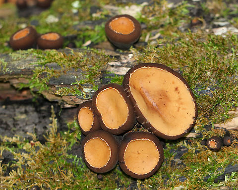 Peanut Butter Cup Fungi - Galiella rufa Cup fungus that resembles a peanut butter cup! The cup is closed at first, but then opens to form a shallow cup. The outer surface is blackish brown while the inner surface is tannish brown. 

Growing in clusters on a rotting log in a deciduous forest.
https://www.jungledragon.com/image/63249/peanut_butter_cup_fungi_-_galiella_rufa.html
https://www.jungledragon.com/image/63248/peanut_butter_cup_fungi_-_galiella_rufa.html
https://www.jungledragon.com/image/63247/peanut_butter_cup_fungi_-_galiella_rufa.html Galiella rufa,Geotagged,Rufous rubber cup,Summer,United States,cup fungus,fungus,hairy rubebr cup,mushrooms