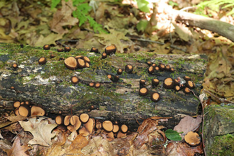 Peanut Butter Cup Fungi - Galiella rufa Cup fungus that resembles a peanut butter cup! The cup is closed at first, but then opens to form a shallow cup. The outer surface is blackish brown while the inner surface is tannish brown. 

Growing in clusters on a rotting log in a deciduous forest...The cluster that is farthest to the right has a mouse head and guts on top of it that must have been left there by a fox or some other creature.

https://www.jungledragon.com/image/63248/peanut_butter_cup_fungi_-_galiella_rufa.html
https://www.jungledragon.com/image/63249/peanut_butter_cup_fungi_-_galiella_rufa.html
https://www.jungledragon.com/image/63246/peanut_butter_cup_fungi_-_galiella_rufa.html Galiella rufa,Geotagged,Rufous rubber cup,Summer,United States