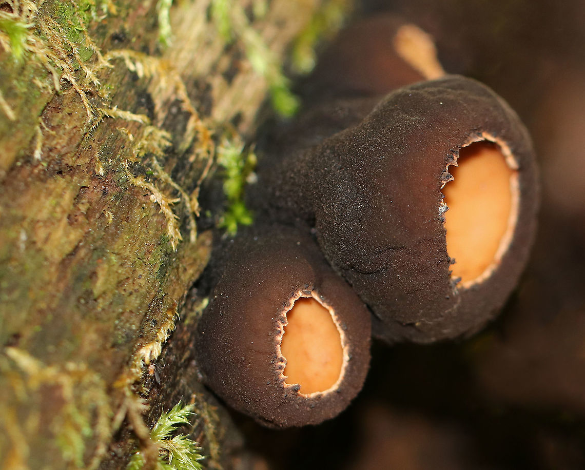 Peanut Butter Cup Fungi - Galiella rufa Cup fungus that resembles a peanut butter cup! The cup is closed at first, but then opens to form a shallow cup. The outer surface is blackish brown while the inner surface is tannish brown. <br />
<br />
 Growing in clusters on a rotting log in a deciduous forest.<br />
<figure class="photo"><a href="https://www.jungledragon.com/image/63246/peanut_butter_cup_fungi_-_galiella_rufa.html" title="Peanut Butter Cup Fungi - Galiella rufa"><img src="https://s3.amazonaws.com/media.jungledragon.com/images/3232/63246_thumb.jpg?AWSAccessKeyId=05GMT0V3GWVNE7GGM1R2&Expires=1767225610&Signature=Q5nXZXrf4SXIbo7HfdCay21Hwkw%3D" width="200" height="160" alt="Peanut Butter Cup Fungi - Galiella rufa Cup fungus that resembles a peanut butter cup! The cup is closed at first, but then opens to form a shallow cup. The outer surface is blackish brown while the inner surface is tannish brown. <br />
<br />
Growing in clusters on a rotting log in a deciduous forest.<br />
https://www.jungledragon.com/image/63249/peanut_butter_cup_fungi_-_galiella_rufa.html<br />
https://www.jungledragon.com/image/63248/peanut_butter_cup_fungi_-_galiella_rufa.html<br />
https://www.jungledragon.com/image/63247/peanut_butter_cup_fungi_-_galiella_rufa.html Galiella rufa,Geotagged,Rufous rubber cup,Summer,United States,cup fungus,fungus,hairy rubebr cup,mushrooms" /></a></figure><br />
<figure class="photo"><a href="https://www.jungledragon.com/image/63247/peanut_butter_cup_fungi_-_galiella_rufa.html" title="Peanut Butter Cup Fungi - Galiella rufa"><img src="https://s3.amazonaws.com/media.jungledragon.com/images/3232/63247_thumb.jpg?AWSAccessKeyId=05GMT0V3GWVNE7GGM1R2&Expires=1767225610&Signature=KyWwiyAzevmudUL1jODa9mQs74Y%3D" width="200" height="134" alt="Peanut Butter Cup Fungi - Galiella rufa Cup fungus that resembles a peanut butter cup! The cup is closed at first, but then opens to form a shallow cup. The outer surface is blackish brown while the inner surface is tannish brown. <br />
<br />
Growing in clusters on a rotting log in a deciduous forest...The cluster that is farthest to the right has a mouse head and guts on top of it that must have been left there by a fox or some other creature.<br />
<br />
https://www.jungledragon.com/image/63248/peanut_butter_cup_fungi_-_galiella_rufa.html<br />
https://www.jungledragon.com/image/63249/peanut_butter_cup_fungi_-_galiella_rufa.html<br />
https://www.jungledragon.com/image/63246/peanut_butter_cup_fungi_-_galiella_rufa.html Galiella rufa,Geotagged,Rufous rubber cup,Summer,United States" /></a></figure><br />
<figure class="photo"><a href="https://www.jungledragon.com/image/63249/peanut_butter_cup_fungi_-_galiella_rufa.html" title="Peanut Butter Cup Fungi - Galiella rufa"><img src="https://s3.amazonaws.com/media.jungledragon.com/images/3232/63249_thumb.jpg?AWSAccessKeyId=05GMT0V3GWVNE7GGM1R2&Expires=1767225610&Signature=RdRKRA%2BuqD2yMhejDeOUg3W05R4%3D" width="200" height="154" alt="Peanut Butter Cup Fungi - Galiella rufa Cup fungus that resembles a peanut butter cup! The cup is closed at first, but then opens to form a shallow cup. The outer surface is blackish brown while the inner surface is tannish brown. <br />
<br />
Growing in clusters on a rotting log in a deciduous forest.<br />
https://www.jungledragon.com/image/63246/peanut_butter_cup_fungi_-_galiella_rufa.html<br />
https://www.jungledragon.com/image/63248/peanut_butter_cup_fungi_-_galiella_rufa.html<br />
https://www.jungledragon.com/image/63247/peanut_butter_cup_fungi_-_galiella_rufa.html Galiella rufa,Geotagged,Rufous rubber cup,Summer,United States,hairy rubber cup" /></a></figure> Galiella rufa,Geotagged,Rufous rubber cup,Summer,United States