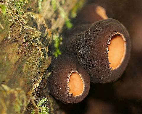 Peanut Butter Cup Fungi - Galiella rufa Cup fungus that resembles a peanut butter cup! The cup is closed at first, but then opens to form a shallow cup. The outer surface is blackish brown while the inner surface is tannish brown. 

 Growing in clusters on a rotting log in a deciduous forest.
https://www.jungledragon.com/image/63246/peanut_butter_cup_fungi_-_galiella_rufa.html
https://www.jungledragon.com/image/63247/peanut_butter_cup_fungi_-_galiella_rufa.html
https://www.jungledragon.com/image/63249/peanut_butter_cup_fungi_-_galiella_rufa.html Galiella rufa,Geotagged,Rufous rubber cup,Summer,United States