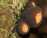 Peanut Butter Cup Fungi - Galiella rufa Cup fungus that resembles a peanut butter cup! The cup is closed at first, but then opens to form a shallow cup. The outer surface is blackish brown while the inner surface is tannish brown. <br />
<br />
Growing in clusters on a rotting log in a deciduous forest.<br />
https://www.jungledragon.com/image/63246/peanut_butter_cup_fungi_-_galiella_rufa.html<br />
https://www.jungledragon.com/image/63247/peanut_butter_cup_fungi_-_galiella_rufa.html<br />
https://www.jungledragon.com/image/63249/peanut_butter_cup_fungi_-_galiella_rufa.html Galiella rufa,Geotagged,Rufous rubber cup,Summer,United States