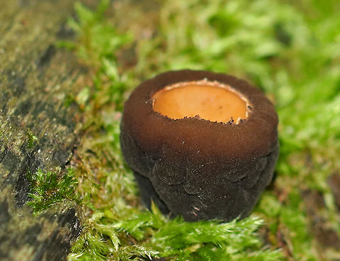Peanut Butter Cup Fungi - Galiella rufa Cup fungus that resembles a peanut butter cup! The cup is closed at first, but then opens to form a shallow cup. The outer surface is blackish brown while the inner surface is tannish brown. 

Growing in clusters on a rotting log in a deciduous forest.
https://www.jungledragon.com/image/63246/peanut_butter_cup_fungi_-_galiella_rufa.html
https://www.jungledragon.com/image/63248/peanut_butter_cup_fungi_-_galiella_rufa.html
https://www.jungledragon.com/image/63247/peanut_butter_cup_fungi_-_galiella_rufa.html Galiella rufa,Geotagged,Rufous rubber cup,Summer,United States,hairy rubber cup