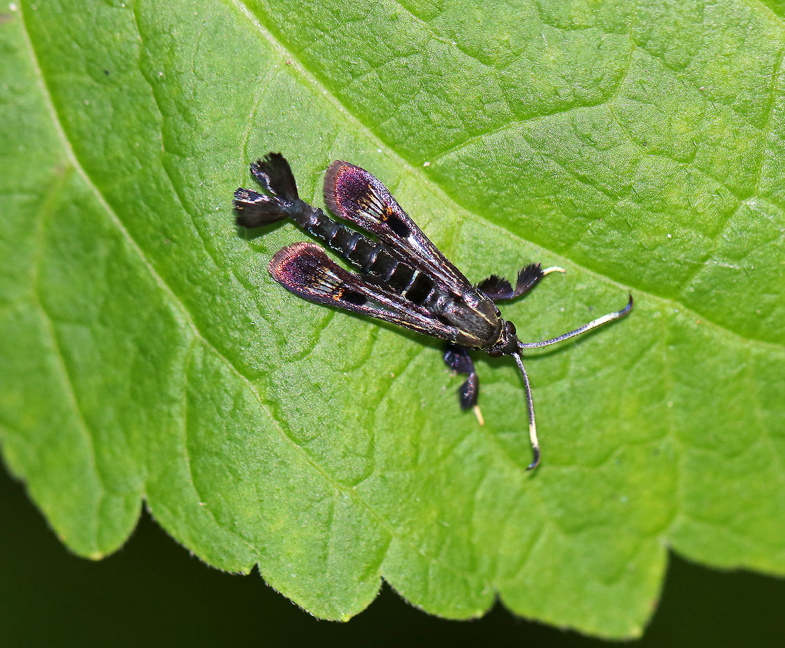 Virginia Creeper Clearwing - Albuna fraxini This moth was such a stunner! Its forewings were partly black and marked with reddish purple and an orange discal bar. The abdomen was black and had a flared, brushy tuft at the tip. Antennae have a white band near the ends.<br />
<br />
Spotted resting low near the ground on vegetation in a deciduous forest. I tried to be very stealthy to sneak up on this moth before it got scared away. I knew I would have to use my flash, which would undoubtedly scare it off. So, I basically got one shot before it took off. I would have loved to get more shots of this beauty! It's my first time finding a clearwing borer! Albuna fraxini,Geotagged,Moth Week 2018,Sesiidae,Summer,Virginia creeper clearwing,moth
