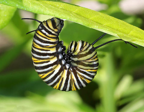 Monarch Caterpillar J-ing - Danaus plexippus I found this caterpillar attached to the underside of a leaf (not milkweed) in the characteristic "J" shape, which indicates that it's getting ready to pupate. While J-ing, it no longer eats, but just hangs there and is particularly vulnerable to parasitoids and predation. You can see how the colors are starting to change as it prepares for the process.

Spotted in a rural garden, attached to a leaf. There were milkweed plants a few feet away.
 Danaus plexippus,Geotagged,Monarch butterfly,Summer,United States