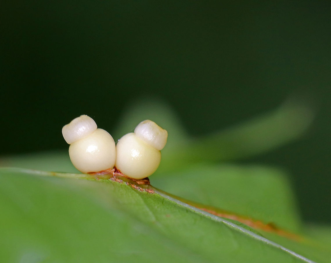 Galls of Cynipid Wasp - Dryocosmus rileyi/Kokkocynips rileyi Unusual and interesting galls that I found on red oak along the edge of a small, woodland meadow. The galls will drop off the leaves in October, leaving scars behind.<br />
<br />
I&#039;m not sure if it&#039;s noticeable, but I had to heavily edit this photo. My flash blew it out and without a flash was too dark. So, I used the blown out flash shot and increased highlights, and I&#039;m not sure what else, in photoshop so the image would be usable! Before I edited it, none of the details of the galls were really noticeable.<br />
<br />
<figure class="photo"><a href="https://www.jungledragon.com/image/63292/galls_of_cynipid_wasp_-_dryocosmus_rileyi.html" title="Galls of Cynipid Wasp - Dryocosmus rileyi"><img src="https://s3.amazonaws.com/media.jungledragon.com/images/3232/63292_thumb.jpg?AWSAccessKeyId=05GMT0V3GWVNE7GGM1R2&Expires=1769040010&Signature=FCdk%2FZ%2FRLwWve%2FY6atz0kWpU3w4%3D" width="112" height="152" alt="Galls of Cynipid Wasp - Dryocosmus rileyi Unusual and interesting galls that I found on red oak along the edge of a small, woodland meadow. The galls will drop off the leaves in October, leaving scars behind. <br />
<br />
https://www.jungledragon.com/image/63291/galls_of_cynipid_wasp_-_dryocosmus_rileyi.html<br />
 Dryocosmus,Dryocosmus rileyi,Galls of Cynipid Wasp,Geotagged,Summer,United States,gall,gall wasp,galls" /></a></figure> Dryocosmus,Dryocosmus rileyi,Galls of Cynipid Wasp,Geotagged,Kokkocynips rileyi,Summer,United States,cynipid gall wasp,gall,gall wasp,galls