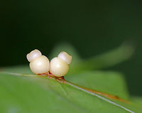 Galls of Cynipid Wasp - Dryocosmus rileyi/Kokkocynips rileyi Unusual and interesting galls that I found on red oak along the edge of a small, woodland meadow. The galls will drop off the leaves in October, leaving scars behind.<br />
<br />
I'm not sure if it's noticeable, but I had to heavily edit this photo. My flash blew it out and without a flash was too dark. So, I used the blown out flash shot and increased highlights, and I'm not sure what else, in photoshop so the image would be usable! Before I edited it, none of the details of the galls were really noticeable.<br />
<br />
https://www.jungledragon.com/image/63292/galls_of_cynipid_wasp_-_dryocosmus_rileyi.html Dryocosmus,Dryocosmus rileyi,Galls of Cynipid Wasp,Geotagged,Kokkocynips rileyi,Summer,United States,cynipid gall wasp,gall,gall wasp,galls