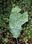 Galls of Cynipid Wasp - Dryocosmus rileyi Unusual and interesting galls that I found on red oak along the edge of a small, woodland meadow. The galls will drop off the leaves in October, leaving scars behind. <br />
<br />
https://www.jungledragon.com/image/63291/galls_of_cynipid_wasp_-_dryocosmus_rileyi.html<br />
 Dryocosmus,Dryocosmus rileyi,Galls of Cynipid Wasp,Geotagged,Summer,United States,gall,gall wasp,galls