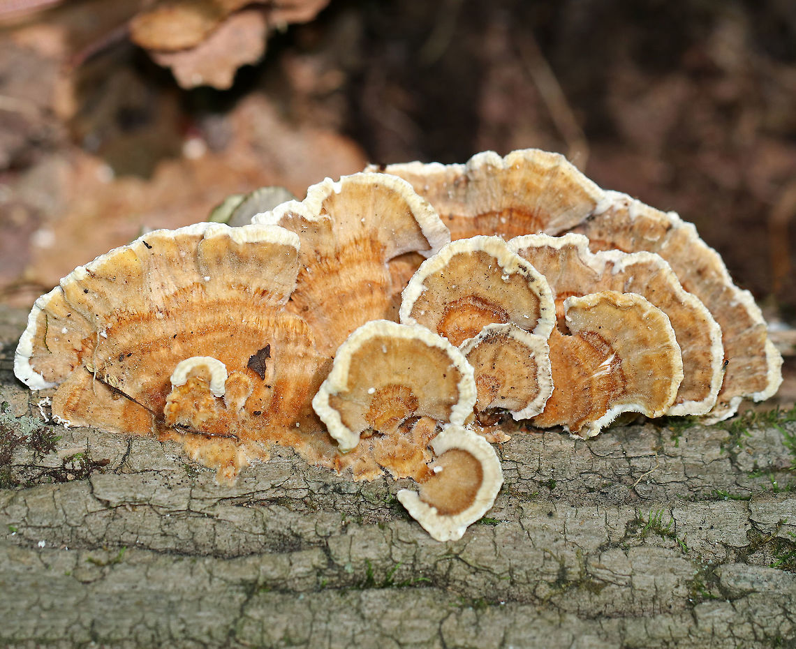 Turkey Tail - Trametes versicolor Shelf mushroom that was growing as thin, fan-shaped, overlapping caps. The individual caps have concentric zones of color with a cream-colored outer band.  The upper surface was silky, and the underside has white, round pores.  Overall, the caps were thin, flexible, and had ruffled edges.<br />
<br />
Growing on a fallen, hardwood tree in a deciduous forest. Geotagged,Summer,Trametes versicolor,United States,fungus,mushroom,shelf fungus,trametes,turkey tail