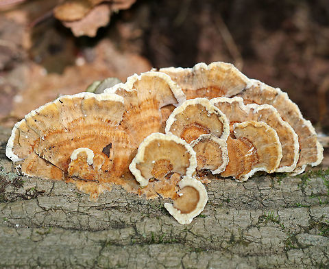 Turkey Tail - Trametes versicolor Shelf mushroom that was growing as thin, fan-shaped, overlapping caps. The individual caps have concentric zones of color with a cream-colored outer band.  The upper surface was silky, and the underside has white, round pores.  Overall, the caps were thin, flexible, and had ruffled edges.

Growing on a fallen, hardwood tree in a deciduous forest. Geotagged,Summer,Trametes versicolor,United States,fungus,mushroom,shelf fungus,trametes,turkey tail
