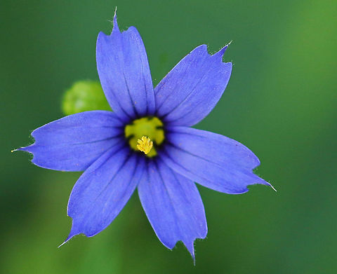American Blue-eyed Grass - Sisyrinchium montanum Small, violet-blue flowers with petals each tipped with a point. Long, grass-like leaves. They were growing along the edge of a deciduous forest. American Blue-eyed Grass,Geotagged,Sisyrinchium montanum,Summer,United States,blue,blue-eyed grass,purple,sisyrinchium montanum