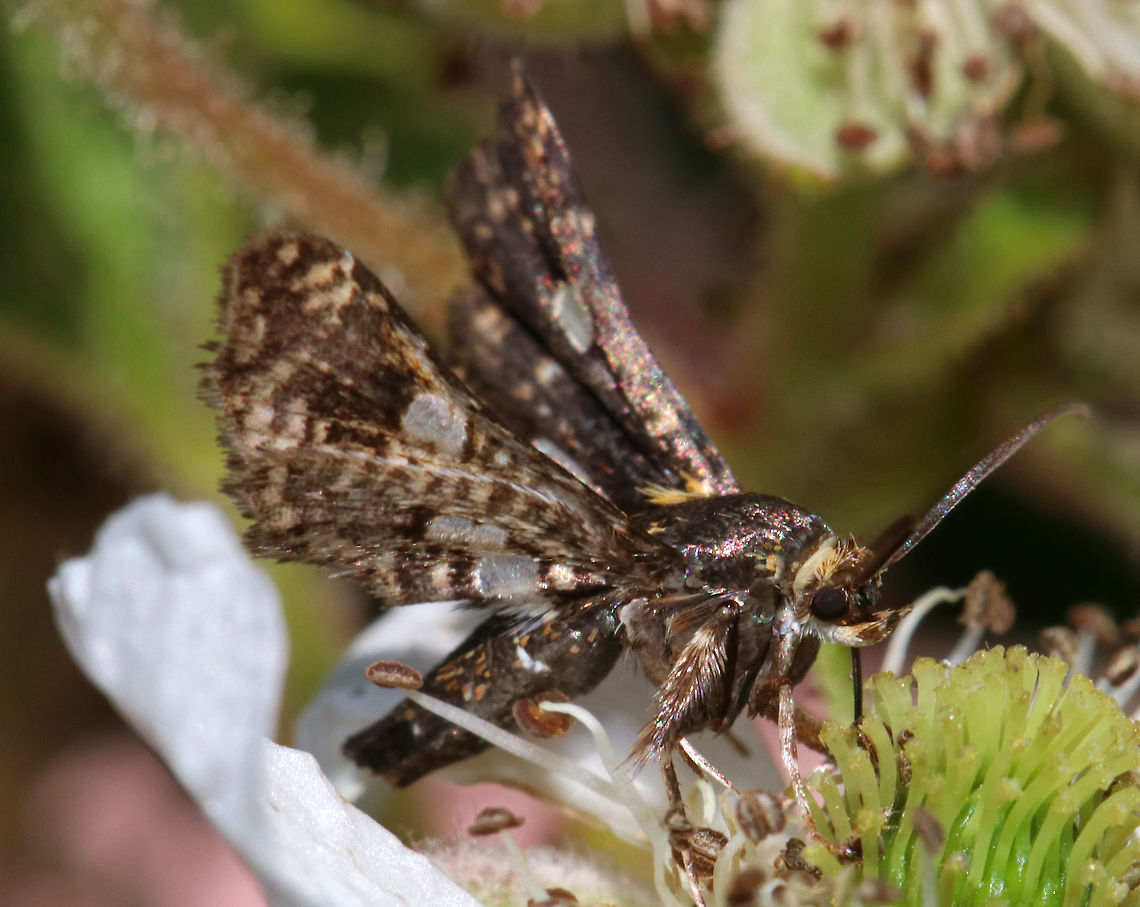 Spotted Thyris - Thyris maculata Chunky, day-flying moth that I saw on the edge of a deciduous forest. It was taking nectar from flowers.  The wings were blackish brown and the body had some specks of orange. The forewing and hindwing have small, translucent spots in the central median area.  It was approximately 10 mm long. Geotagged,Summer,Thyris maculata,United States,moth,moth week 2018,spotted thyris,thyris