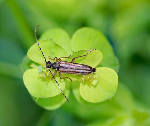 Flower Beetle - Analeptura lineola Slender beetle with a dark, dorsally arched pronotum with fine, golden setae. Banded antennae. Elytra have marginal and median stripes.  Spotted on the side of a meadow along a dirt road. Analeptura lineola,Geotagged,Summer,United States,analeptura lineola,beetle,cerambycidae,flower beetle