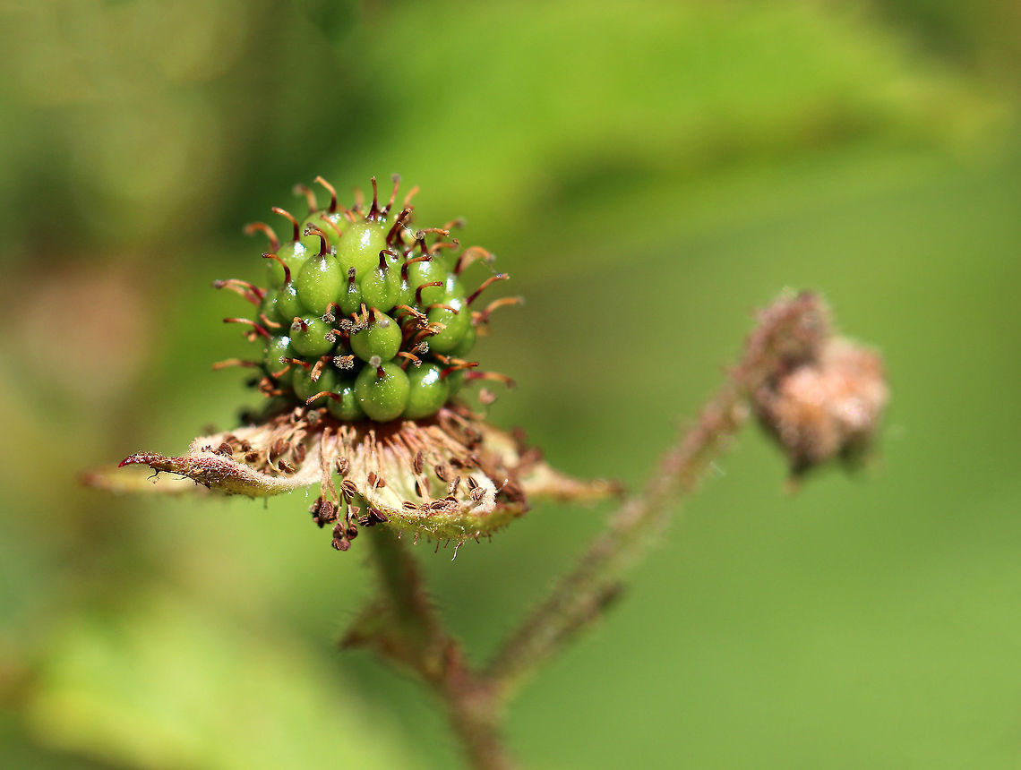 Common Blackberry - Rubus allegheniensis In the process of becoming ripe!<br />
<br />
On the side of a meadow along a dirt road. Allegheny blackberry,Geotagged,Rubus allegheniensis,Summer,United States,blackberry,rubus