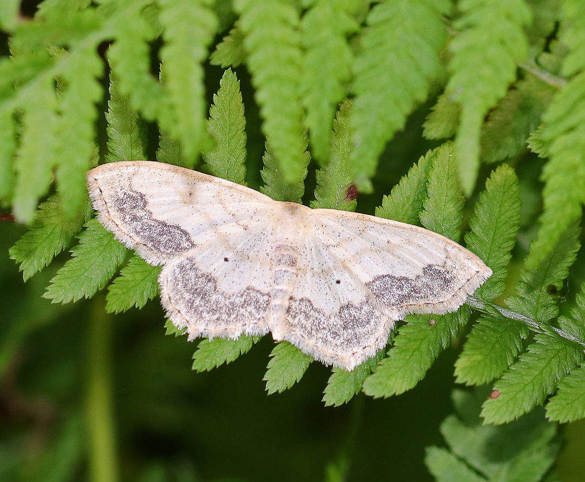 Large Lace-Border Moth - Scopula limboundata 25 mm wingspan; Whitish wings that were marked with wavy brown lines. It had blackish shading beyond the PM line. Each wing had a dark, discal spot, although they were faint on the forewings.<br />
<br />
Spotted resting low in the vegetation in Saratoga State Park. Geotagged,Large Lace-border,Scopula limboundata,Summer,United States,moth