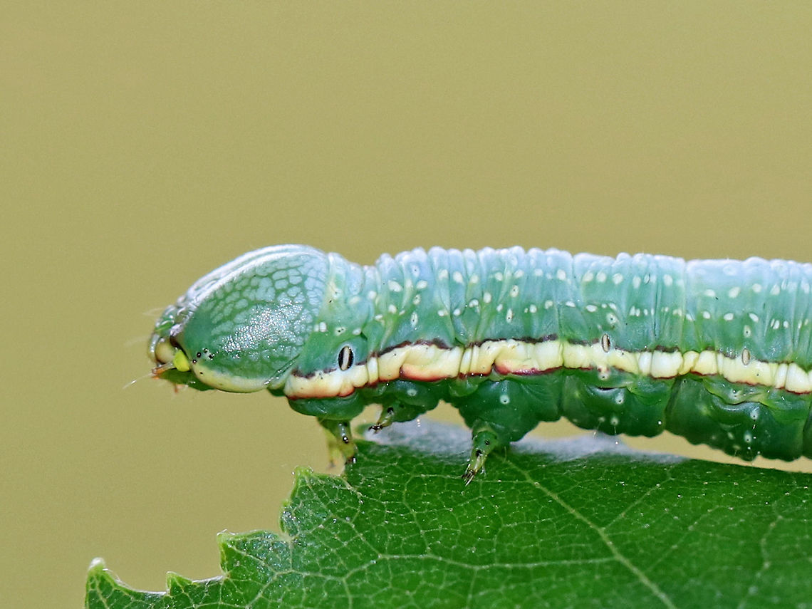 Georgian Prominent - Hyperaeschra georgica Frosty green caterpillar with broad, creamy spiracular stripe that continues along the side of the head to the mandibles. The stripe was faintly edged with red.<br />
<br />
This caterpillar feeds on oak, yet are rarely seen.<br />
<br />
Spotted in a rural backyard.<br />
<figure class="photo"><a href="https://www.jungledragon.com/image/63372/georgian_prominent_-_hyperaeschra_georgica.html" title="Georgian Prominent - Hyperaeschra georgica"><img src="https://s3.amazonaws.com/media.jungledragon.com/images/3232/63372_thumb.jpg?AWSAccessKeyId=05GMT0V3GWVNE7GGM1R2&Expires=1763596810&Signature=i8bDAvZUVPWTjNCIq0O3oEvq%2FjQ%3D" width="200" height="148" alt="Georgian Prominent - Hyperaeschra georgica Frosty green caterpillar with broad, creamy spiracular stripe that continues along the side of the head to the mandibles. The stripe was faintly edged with red.<br />
<br />
This caterpillar feeds on oak, yet are rarely seen.<br />
<br />
Spotted in a rural backyard. <br />
https://www.jungledragon.com/image/63373/georgian_prominent_-_hyperaeschra_georgica.html<br />
https://www.jungledragon.com/image/63371/georgian_prominent_-_hyperaeschra_georgica.html<br />
Geotagged,Hyperaeschra georgica,Summer,United States,caterpillar,hyperaeschra georgica,prominent" /></a></figure><br />
<figure class="photo"><a href="https://www.jungledragon.com/image/63373/georgian_prominent_-_hyperaeschra_georgica.html" title="Georgian Prominent - Hyperaeschra georgica"><img src="https://s3.amazonaws.com/media.jungledragon.com/images/3232/63373_thumb.jpg?AWSAccessKeyId=05GMT0V3GWVNE7GGM1R2&Expires=1763596810&Signature=ov0rsLJugjDEgMR6H5Rjk4hK47M%3D" width="200" height="150" alt="Georgian Prominent - Hyperaeschra georgica Frosty green caterpillar with broad, creamy spiracular stripe that continues along the side of the head to the mandibles. The stripe was faintly edged with red.<br />
<br />
This caterpillar feeds on oak, yet are rarely seen.<br />
<br />
Spotted in a rural backyard. <br />
https://www.jungledragon.com/image/63371/georgian_prominent_-_hyperaeschra_georgica.html<br />
https://www.jungledragon.com/image/63372/georgian_prominent_-_hyperaeschra_georgica.html<br />
Geotagged,Hyperaeschra georgica,Summer,United States,caterpillar,hyperaeschra georgica" /></a></figure> Geotagged,Hyperaeschra georgica,Summer,United States,hyperaeschra georgica
