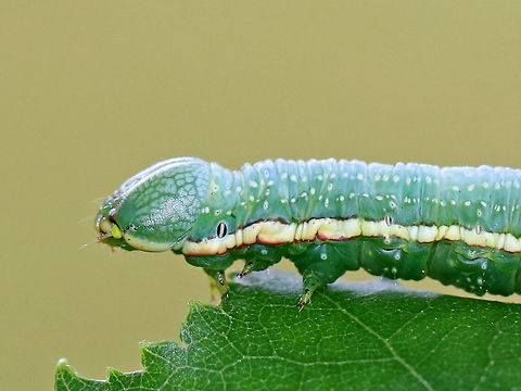 Georgian Prominent - Hyperaeschra georgica Frosty green caterpillar with broad, creamy spiracular stripe that continues along the side of the head to the mandibles. The stripe was faintly edged with red.

This caterpillar feeds on oak, yet are rarely seen.

Spotted in a rural backyard.
https://www.jungledragon.com/image/63372/georgian_prominent_-_hyperaeschra_georgica.html
https://www.jungledragon.com/image/63373/georgian_prominent_-_hyperaeschra_georgica.html Geotagged,Hyperaeschra georgica,Summer,United States,hyperaeschra georgica