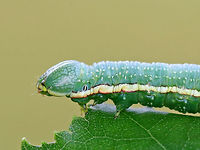 Georgian Prominent - Hyperaeschra georgica Frosty green caterpillar with broad, creamy spiracular stripe that continues along the side of the head to the mandibles. The stripe was faintly edged with red.<br />
<br />
This caterpillar feeds on oak, yet are rarely seen.<br />
<br />
Spotted in a rural backyard.<br />
https://www.jungledragon.com/image/63372/georgian_prominent_-_hyperaeschra_georgica.html<br />
https://www.jungledragon.com/image/63373/georgian_prominent_-_hyperaeschra_georgica.html Geotagged,Hyperaeschra georgica,Summer,United States,hyperaeschra georgica