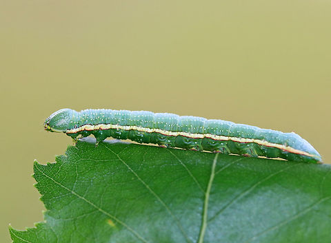 Georgian Prominent - Hyperaeschra georgica Frosty green caterpillar with broad, creamy spiracular stripe that continues along the side of the head to the mandibles. The stripe was faintly edged with red.

 This caterpillar feeds on oak, yet are rarely seen.

 Spotted in a rural backyard. 
https://www.jungledragon.com/image/63373/georgian_prominent_-_hyperaeschra_georgica.html
https://www.jungledragon.com/image/63371/georgian_prominent_-_hyperaeschra_georgica.html
 Geotagged,Hyperaeschra georgica,Summer,United States,caterpillar,hyperaeschra georgica,prominent