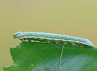 Georgian Prominent - Hyperaeschra georgica Frosty green caterpillar with broad, creamy spiracular stripe that continues along the side of the head to the mandibles. The stripe was faintly edged with red.<br />
<br />
 This caterpillar feeds on oak, yet are rarely seen.<br />
<br />
 Spotted in a rural backyard. <br />
https://www.jungledragon.com/image/63373/georgian_prominent_-_hyperaeschra_georgica.html<br />
https://www.jungledragon.com/image/63371/georgian_prominent_-_hyperaeschra_georgica.html<br />
 Geotagged,Hyperaeschra georgica,Summer,United States,caterpillar,hyperaeschra georgica,prominent