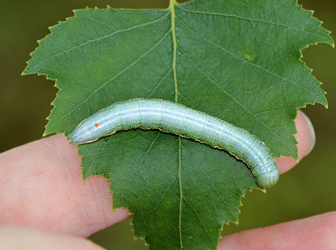Georgian Prominent - Hyperaeschra georgica Frosty green caterpillar with broad, creamy spiracular stripe that continues along the side of the head to the mandibles. The stripe was faintly edged with red.<br />
<br />
 This caterpillar feeds on oak, yet are rarely seen.<br />
<br />
 Spotted in a rural backyard. <br />
<figure class="photo"><a href="https://www.jungledragon.com/image/63371/georgian_prominent_-_hyperaeschra_georgica.html" title="Georgian Prominent - Hyperaeschra georgica"><img src="https://s3.amazonaws.com/media.jungledragon.com/images/3232/63371_thumb.jpg?AWSAccessKeyId=05GMT0V3GWVNE7GGM1R2&Expires=1769040010&Signature=vxie8EU%2FsI2R8FnM58Yl19Uiw8w%3D" width="200" height="150" alt="Georgian Prominent - Hyperaeschra georgica Frosty green caterpillar with broad, creamy spiracular stripe that continues along the side of the head to the mandibles. The stripe was faintly edged with red.<br />
<br />
This caterpillar feeds on oak, yet are rarely seen.<br />
<br />
Spotted in a rural backyard.<br />
https://www.jungledragon.com/image/63372/georgian_prominent_-_hyperaeschra_georgica.html<br />
https://www.jungledragon.com/image/63373/georgian_prominent_-_hyperaeschra_georgica.html Geotagged,Hyperaeschra georgica,Summer,United States,hyperaeschra georgica" /></a></figure><br />
<figure class="photo"><a href="https://www.jungledragon.com/image/63372/georgian_prominent_-_hyperaeschra_georgica.html" title="Georgian Prominent - Hyperaeschra georgica"><img src="https://s3.amazonaws.com/media.jungledragon.com/images/3232/63372_thumb.jpg?AWSAccessKeyId=05GMT0V3GWVNE7GGM1R2&Expires=1769040010&Signature=nal%2B3U3WqO3Oab3eFmvDcvqaPBE%3D" width="200" height="148" alt="Georgian Prominent - Hyperaeschra georgica Frosty green caterpillar with broad, creamy spiracular stripe that continues along the side of the head to the mandibles. The stripe was faintly edged with red.<br />
<br />
 This caterpillar feeds on oak, yet are rarely seen.<br />
<br />
 Spotted in a rural backyard. <br />
https://www.jungledragon.com/image/63373/georgian_prominent_-_hyperaeschra_georgica.html<br />
https://www.jungledragon.com/image/63371/georgian_prominent_-_hyperaeschra_georgica.html<br />
 Geotagged,Hyperaeschra georgica,Summer,United States,caterpillar,hyperaeschra georgica,prominent" /></a></figure><br />
 Geotagged,Hyperaeschra georgica,Summer,United States,caterpillar,hyperaeschra georgica