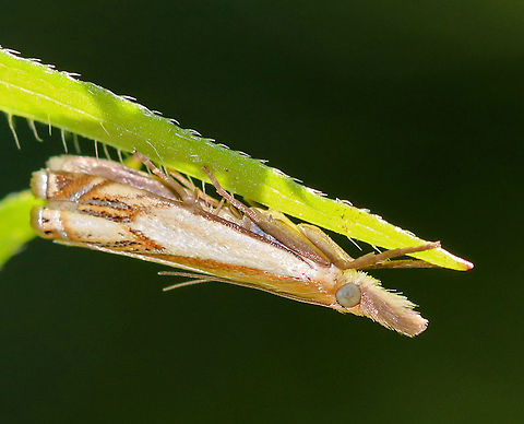 Double-banded Grass Veneer - Crambus agitatellus Approximately 10-13 mm long.  Golden brown forewing with a large white patch covering the outer basal half of the wing. White streak  is interrupted by an angled, silver subterminal line.

Spotted resting under a leaf in a rural garden. Crambus agitatellus,Double-banded Grass Veneer,Geotagged,Summer,United States,grass veneer,moth